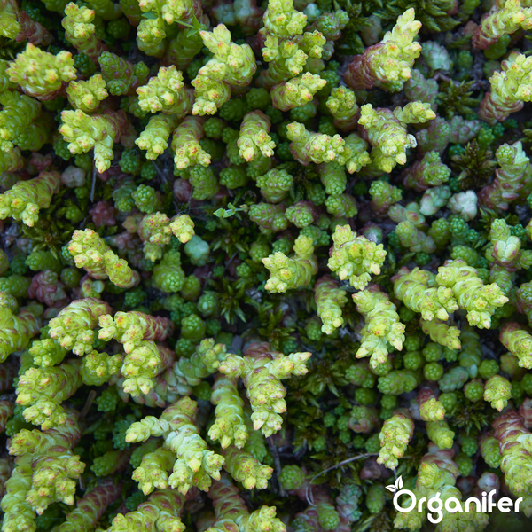 Nahaufnahme von dicht gewachsenen Sedum-Pflanzen für die Dachbegrünung oder als Bodendecker. Organifer Logo.