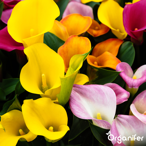 Verschiedene Calla-Blüten mit grünen Blättern und Organifer Logo.