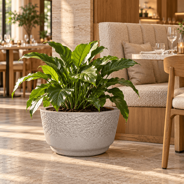Große Zimmerpflanze in einem runden, strukturierten Pflanzkübel aus Stein in einem stilvollen Interieur mit hellen Möbeln.