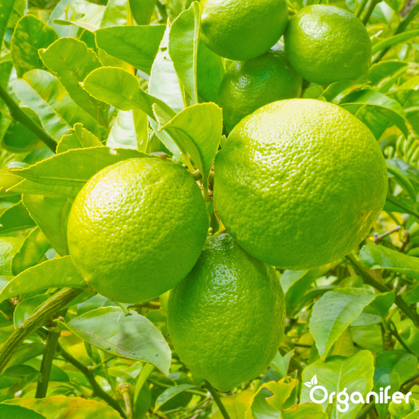 Verschiedene Zitrusfrüchte wie Orangen, Blutorangen, Grapefruits, Limetten und Zitronen in Scheiben geschnitten. Organifer Logo.