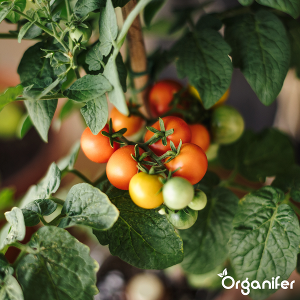 Tomatenpflanze mit reifenden Tomaten am Strauch, gestützt durch einen Holzstab. Organifer Logo.