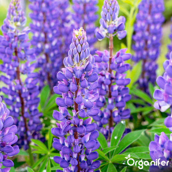 Blaue Lupinen mit grünen Blättern, Organifer Logo.