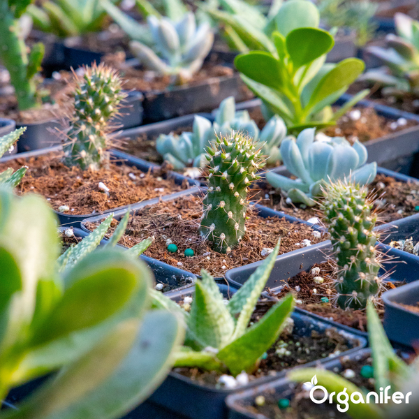 Organifer Grünpflanzendünger, organisches Düngerkonzentrat, Set aus drei Flaschen mit insgesamt drei Liter für 3000 Liter Düngerlösung.