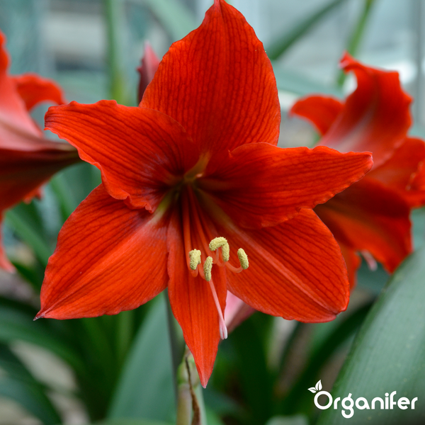 Nahaufnahme einer blühenden Amaryllis mit roten Blütenblättern und gelben Staubgefäßen. Organifer Logo.