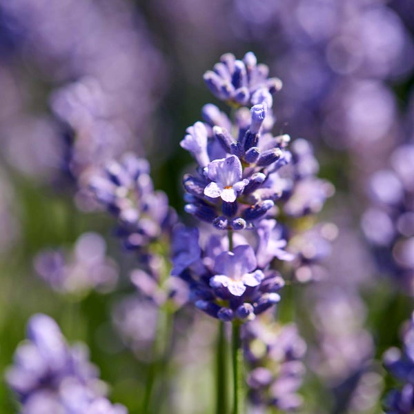 6x Lavandula angustifolia 'Ardèche' - Lavendel - Strauch - Winterherz – ⌀12 cm - ↕20-25 cm