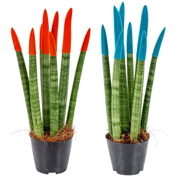 Bloomique - 2er-Set - Sansevieria Velvet Touch - Schwiegermutterzunge - Bogenhanf - Zimmerpflanzen - Luftreinigend - Sehr pflegeleicht - 20-30 cm Hoch - Topf 9 cm