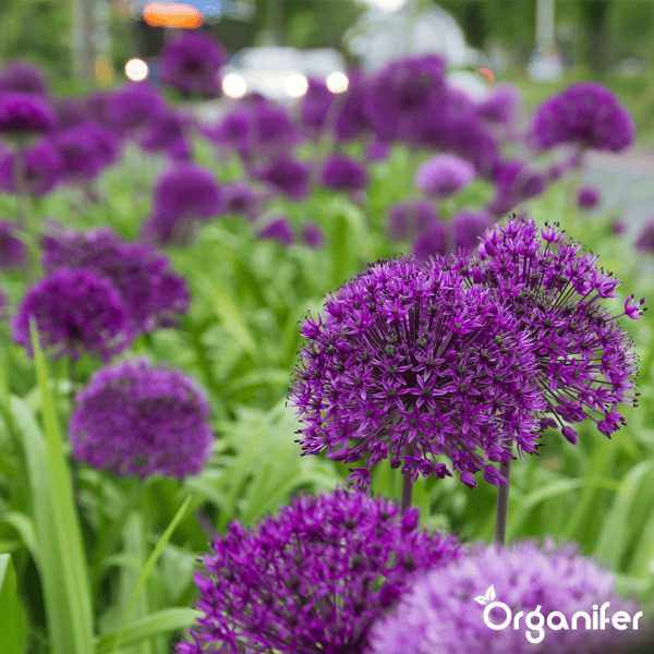 100 Allium Purple Sensation Zwiebeln (XXL-Blumenzwiebelgröße 12/+ cm) - Organifer