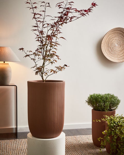 Zimmer Szene mit japanischem Ahorn in geripptem Pflanzgefäß
