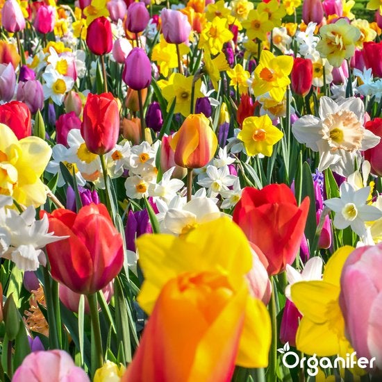 Feld mit Tulpen und Narzissen