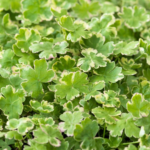 Hydrocotyle Variegata – Bunte Wassernabel – Pflegeleicht – Zone 1t/m5 – ⌀11cm - ↕15-25 cm