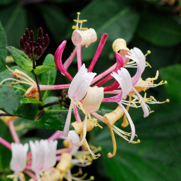 Bloomique - Lonicera Henryi - Geißblatt - Orange, Rot - Kletterpflanzen - Gartenpflanzen - Winterhart - Immergrün - 50-70 cm Hoch - Topf 15 cm