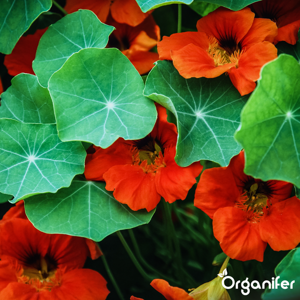Kapuzinerkresse mit Blüten und runden Blättern, Organifer Logo.