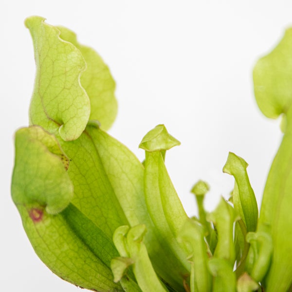 Sarracenia 'Juthatip Soper' – Fleischfressende Pflanze – Pflegeleicht – ⌀6 cm – ↕05-10 cm