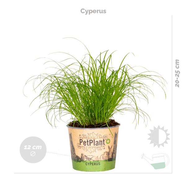 3x Haustierfreundliche Mischung - Cyperus - Chlorophytum - Callisia - Zimmerpflanze – ⌀12 cm - ↕15-25 cm