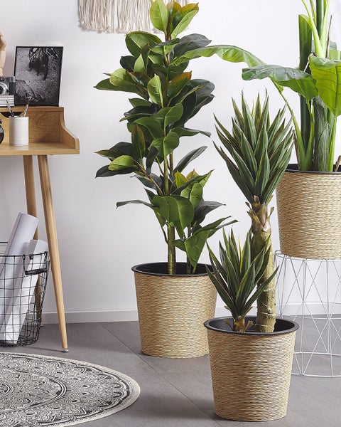 Gummibaum im Topf als Dekoration