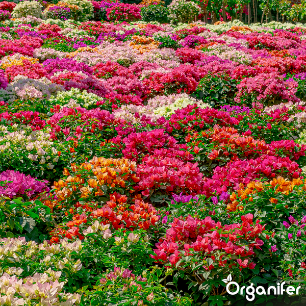 Ein weitläufiges Feld mit blühenden Bougainvillea-Pflanzen in verschiedenen Farben. Organifer Logo.