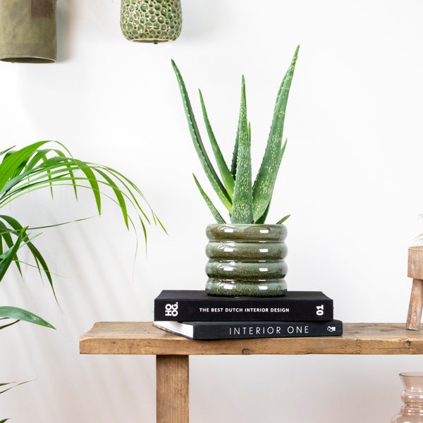 Bloomique - Aloe Vera Pflanze - Zimmerpflanzen - Sukkulenten - Sehr Pflegeleicht - Höhe 35-45 cm - Topf 12 cm