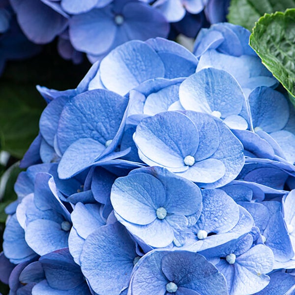 Bloomique - 3er-Set - Hydrangea Macrophylla Early Blue - Hortensie - Bauernhortensie - Gartenpflanzen - Winterhart - 20-30 cm Hoch - Topf 10,5 cm