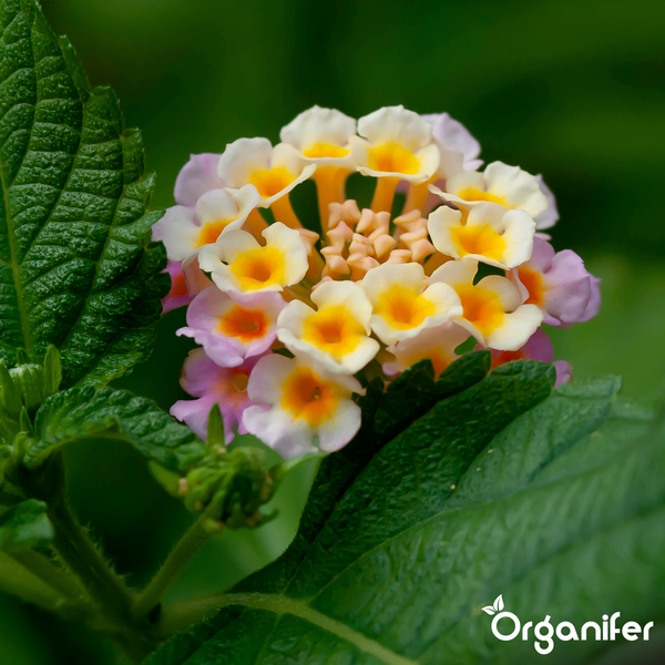 Nahaufnahme einer blühenden Wandelröschen-Pflanze mit gelben, weißen und rosa Blüten sowie grünen Blättern. Organifer Logo.