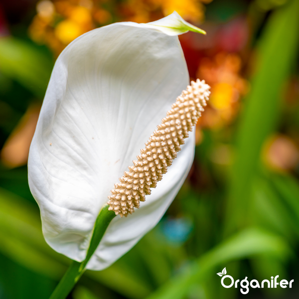 Nahaufnahme einer weißen Einblatt-Blüte mit strukturiertem Blütenkolben und Organifer Logo.