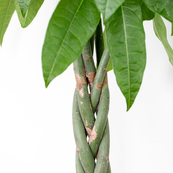 Bloomique - Pachira Aquatica - Glückskastanie - Zimmerpflanzen Groß - Luftreinigend - Pflegeleicht - Höhe 130-150 cm - Topf 27 cm