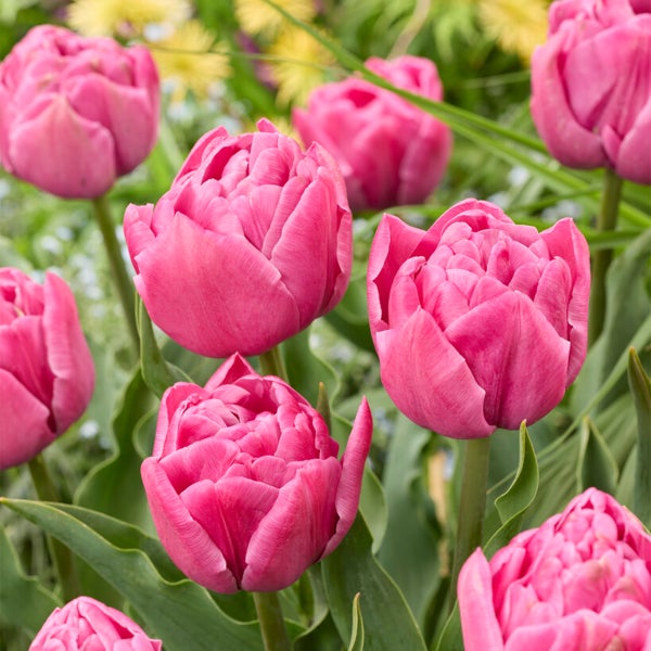 Bloomique - Mischung aus 20 - Tulipa Double Pink - Tulpenzwiebeln - gefüllte Blume - Blumenzwiebeln - Frühlingsblüte - mehrjährige Pflanzen - wird 30-35 cm groß