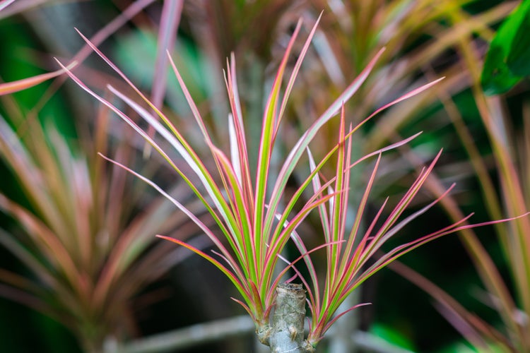 Drachenblutbaum | Dracaena 'Magenta' pro Stück - Zimmerpflanze im Anzuchttopf ⌀17 cm - ↕75 cm