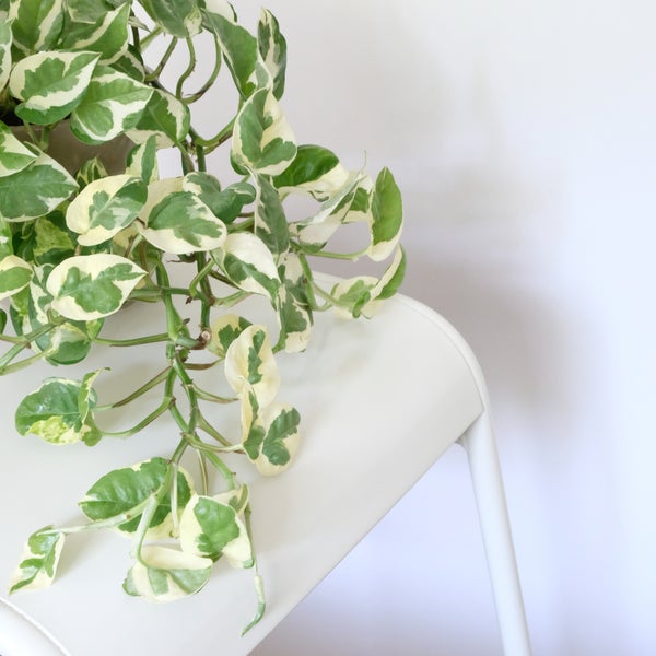 Scindapsus 'Marbel Queen' im Hängetopf pro 2 Stück | Epipremnum - Zimmerpflanze ⌀17 cm - ↕25 cm