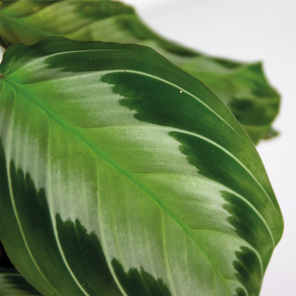Bloomique - Maranta Silverband - Gebetspflanze - Zimmerpflanzen - Luftreinigend - Höhe 10-15 cm - Topf 12 cm