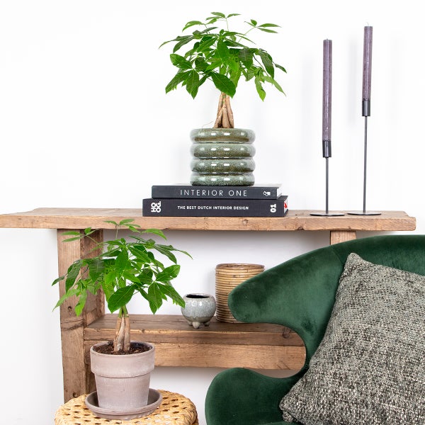Bloomique - Pachira Aquatica - Glückskastanie - Zimmerpflanzen - Luftreinigend - Pflegeleicht - Höhe 25-35 cm - Topf 12 cm
