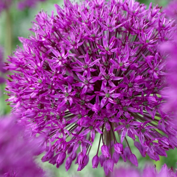 Bloomique – 15er-Mix – Allium Purple Sensation – Look – Zierzwiebel – Lila – Blumenzwiebeln – Frühlingsblüher – Mehrjährige Pflanzen – Wird bis zu 70–90 cm groß