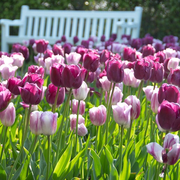 Bloomique – 20er-Mix – Tulipa Purple Mix – Lila Mix – Tulpenzwiebeln – Blumenzwiebeln – Frühlingsblüher – mehrjährige Pflanzen – wird bis zu 30–35 cm groß