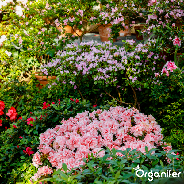Üppig blühende Azaleen in verschiedenen Rosatönen in einem hellen Garten mit Tontöpfen und Organifer Logo.