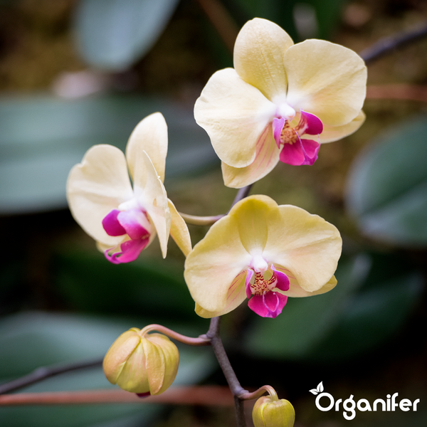 Organifer Phlox Dünger, 1 Liter organisches Düngerkonzentrat für 1000 Liter Dünger.