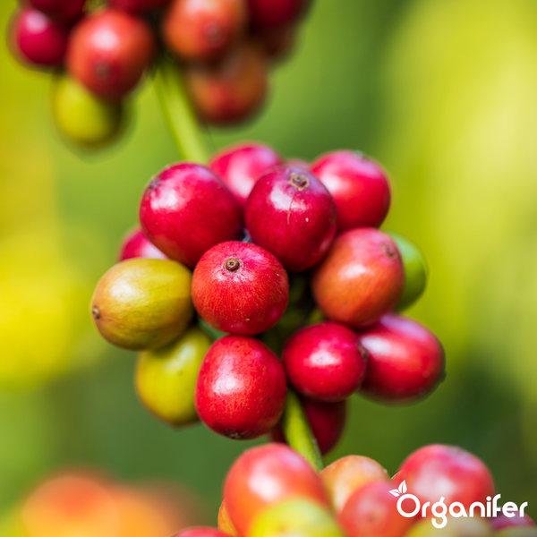 Nahaufnahme eines Clusters reifender Kaffeekirschen an einem Zweig. Organifer Logo.