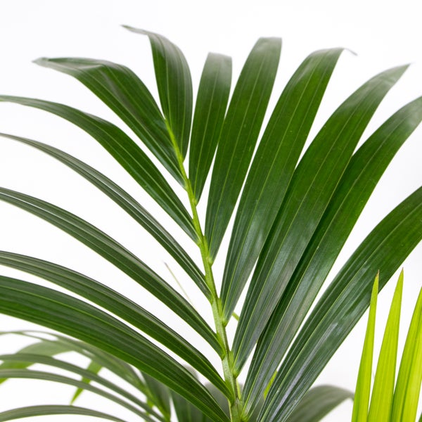 Bloomique - Howea Forsteriana - Kentia Palme - Zimmerpflanzen - Pflegeleicht - Haustierfreundlich - Höhe 120-130 cm - Topf 24 cm