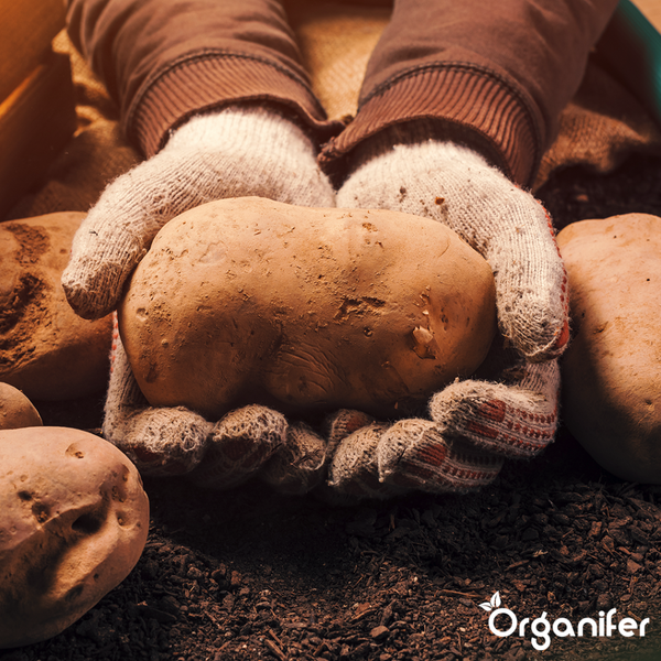 Nahaufnahme von Hortensienblüten mit rosa Rand