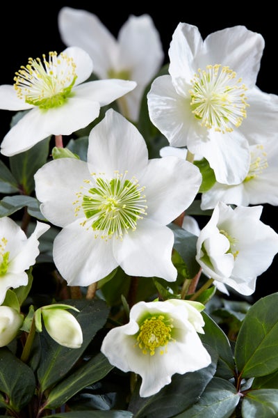 3x 6er-Pack Helleborus 'Christmas Carol' - Winterblüher - Pflegeleicht - ⌀9 cm - ↕15-20 cm