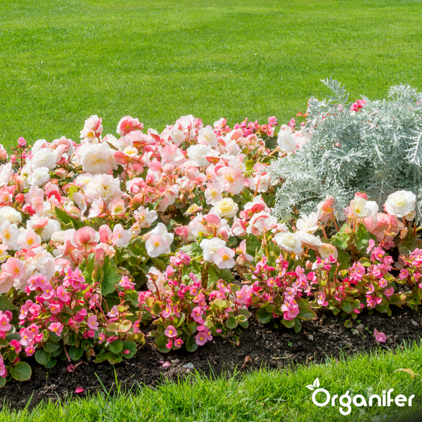 Ein Blumenbeet mit blühenden Begonien und Silberblattpflanzen neben einer Rasenfläche. Organifer Logo.