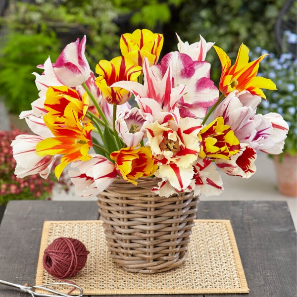 Bloomique - 20er-Mix - Tulipa-Rembrandt-Mix - Tulpenzwiebeln - Blumenzwiebeln - Frühlingsblüte - mehrjährige Pflanzen - wird bis zu 40-50 cm groß