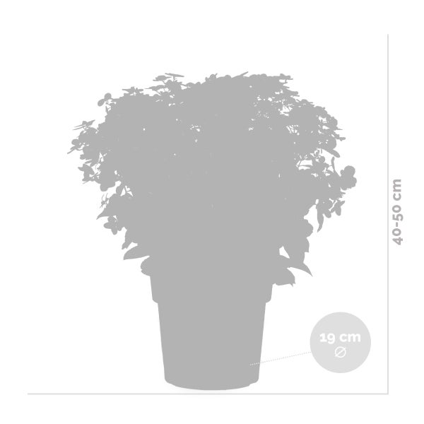Hydrangea paniculata 'Switch Ophelia' - Hortensie - Strauch - Winterherz – ⌀19 cm - ↕40-50 cm