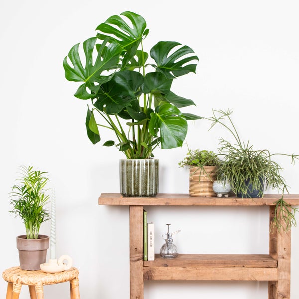 Monstera Deliciosa - Lochflanze - Zimmerpflanze - Desodorierend – ⌀21 cm – ↕70-80 cm