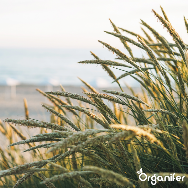 Helle Szene mit hohem Gras und Ähren an einem Strand mit dem Meer im Hintergrund. Organifer Logo.