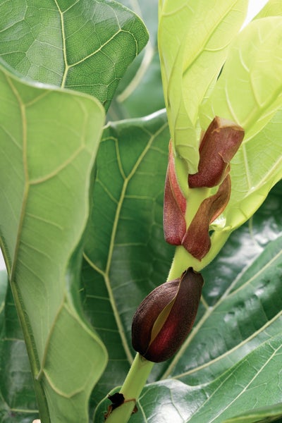 Ficus Lyrata 'Kind' | Geigenblattpflanze pro Stück - Zimmerpflanze im Kindergartentopf cm17 cm - ↕50-60 cm