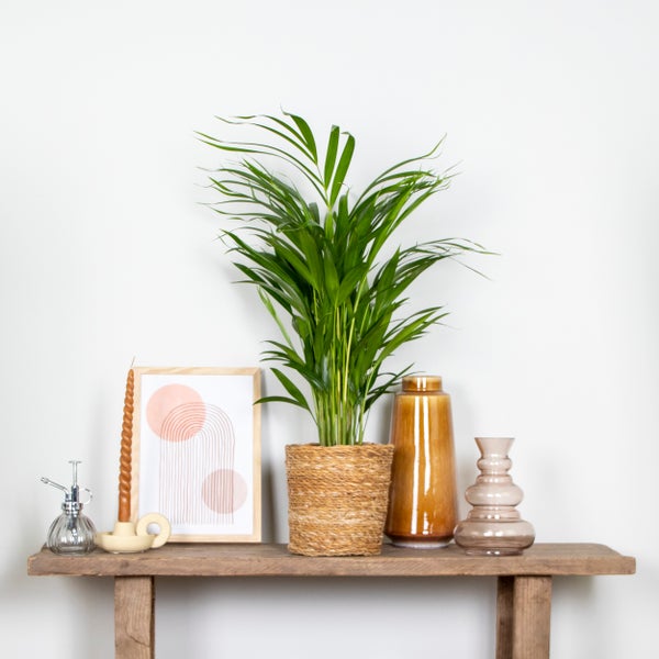 Bloomique - Dypsis Lutescens - Goldfruchtpalme - Areca Palme - Zimmerpflanzen - Pflegeleicht - Haustierfreundlich - Höhe 60-70 cm - Topf 17 cm