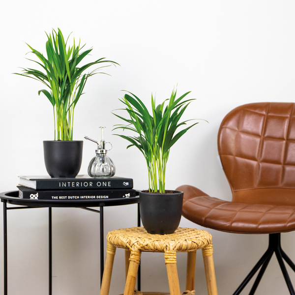 2x Dypsis Lutescens - Goldpalme - Zimmerpflanze - Pflegefreundlich – ⌀12 cm - ↕20-25 cm
