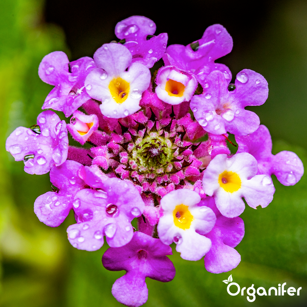 Nahaufnahme einer Wandelrösche mit Wassertropfen und Blüten mit gelber Mitte. Organifer Logo.
