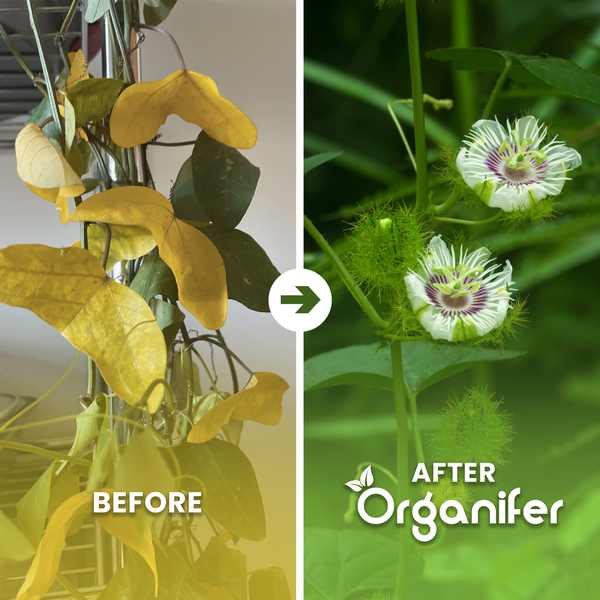 Vergleich einer Pflanze vor und nach der Anwendung von Organifer: links gelbe Blätter, rechts gesunde grüne Blätter mit Blüten. Organifer Logo.