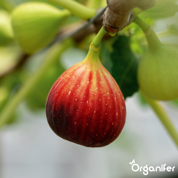Organifer Logo. Vergleich von flüssigem Feigendünger mit anderen Produkten. Vorteile sind größere Früchte, starke Wurzeln und Geruchsneutralität.