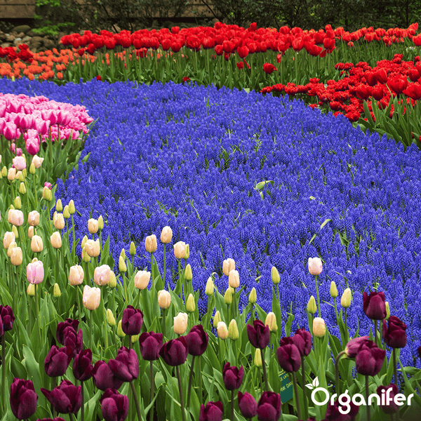 100 Muscari Armeniacum Zwiebeln (XXL-Zwiebelgröße 9/10 cm) - Organifer